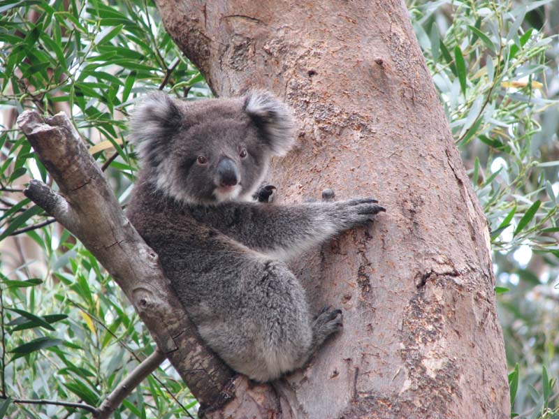 Baby Koala